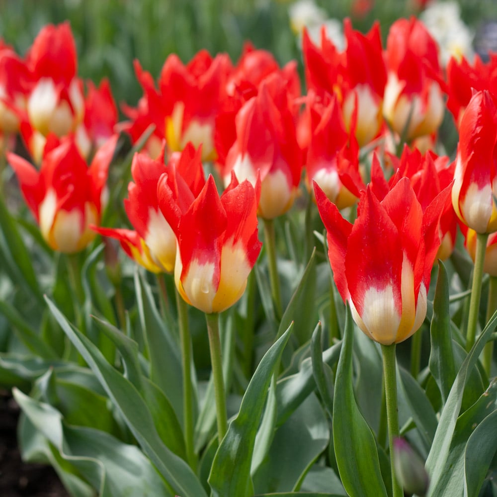 Flames Mystery Tulip Seeds