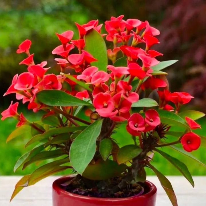 Heirloom Red Euphorbia Milii Flower Seeds for Planting, Non-GMO