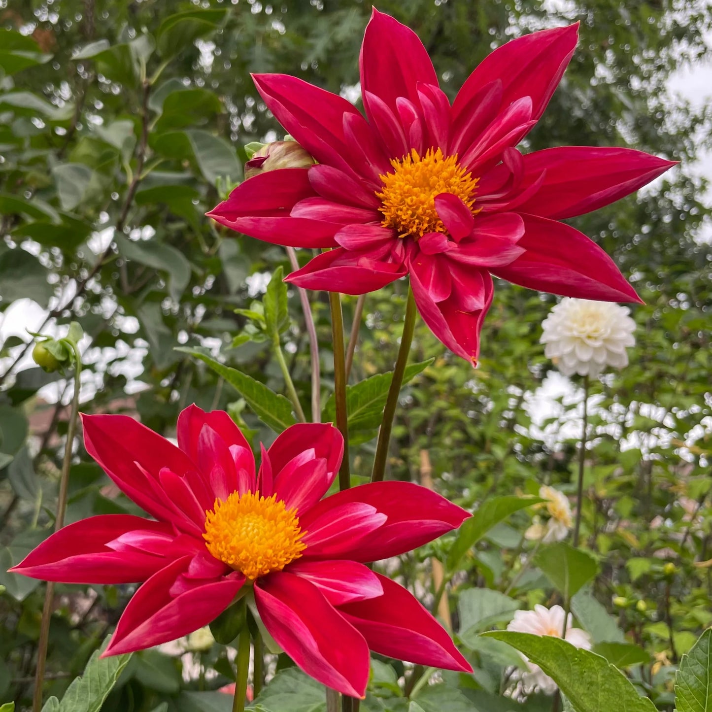 Dahlia- Life on Mars (Tuber)