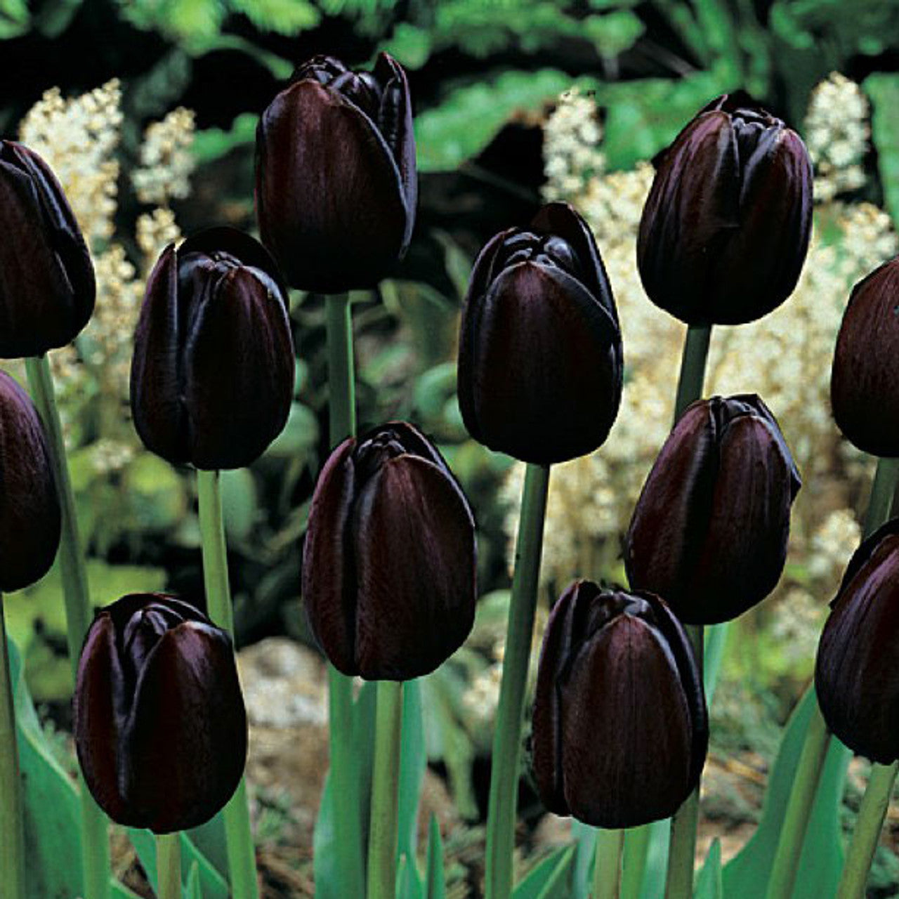 Queen of Night Tulip Seeds
