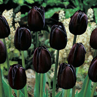 Queen of Night Tulip Seeds
