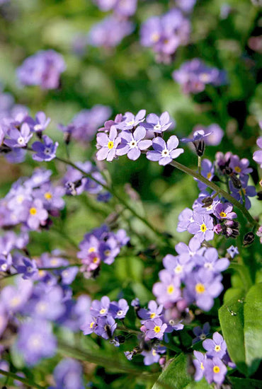 Organic Lavender Myosotis Sylvatica Flower Seeds for Planting – Heirloom, Non-GMO