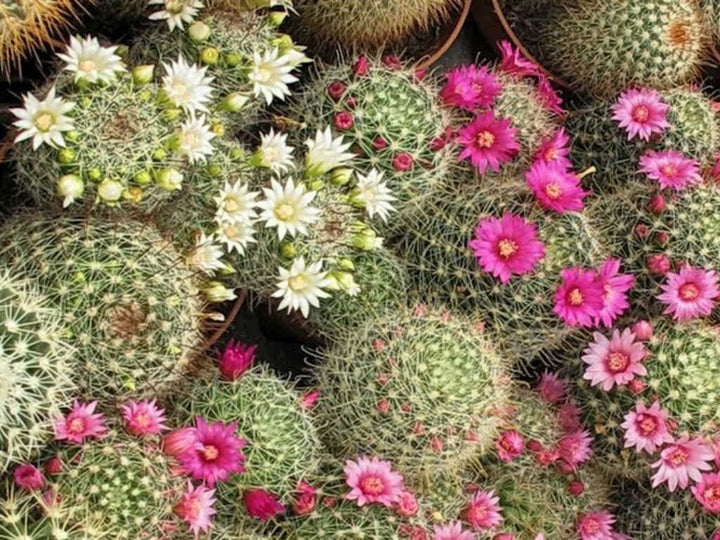 Mammillaria Mixed Cactus Flower Seeds – Organic, Heirloom, Non-GMO Seeds for Planting