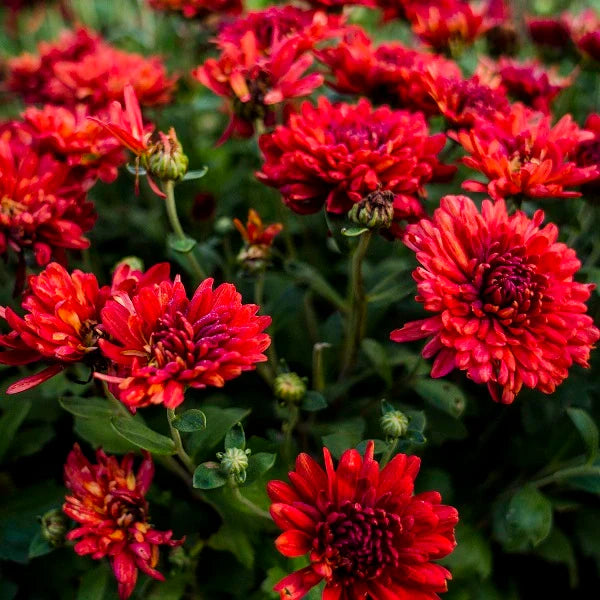 Chrysanthemum- Delano (seedling)