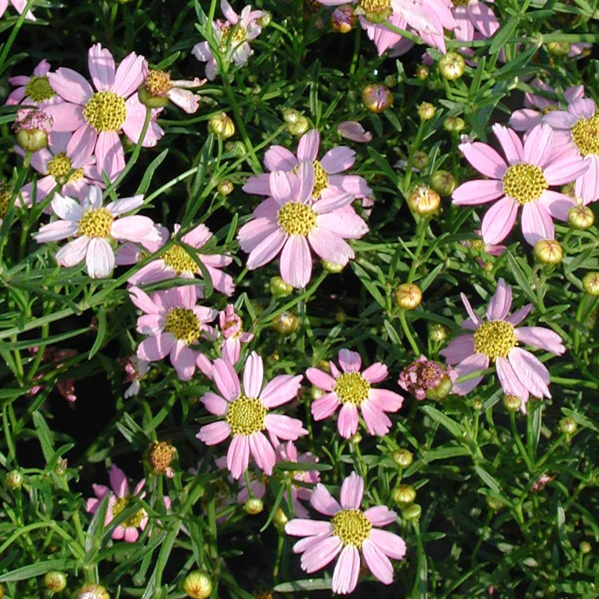 Coreopsis Rosea Flower Seeds for Planting, Heirloom, Non-GMO