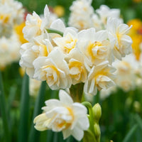 Jonquil- Erlicheer