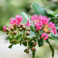 Crape Myrtle Flower Seeds for Planting - 100 pcs