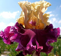 Royal Harlequin Bearded Iris