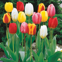 Perennial Tulip Mixture Seeds