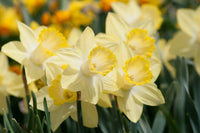 Pistachio Daffodil Seeds