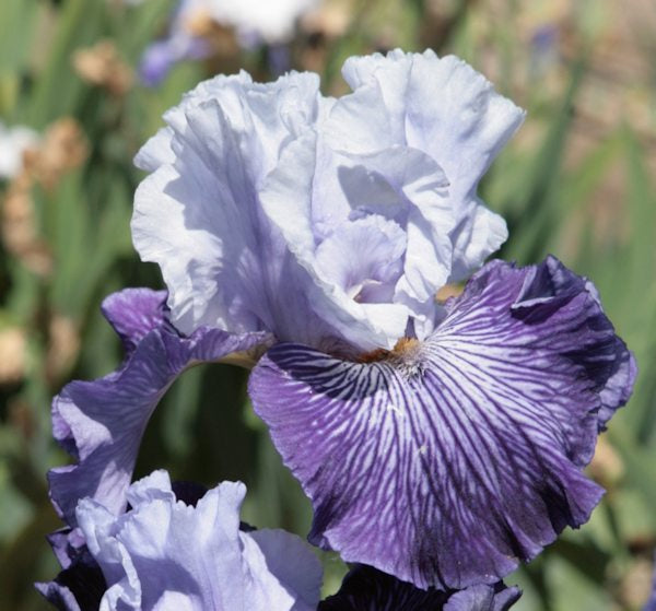 Glacier Melt Reblooming Bearded Iris