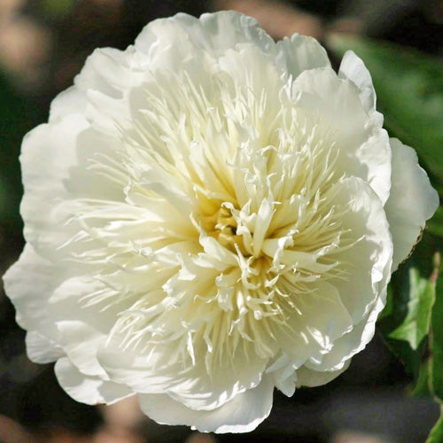 Bride's Dream Peony