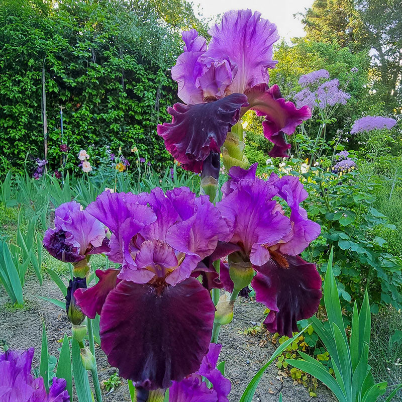 Reblooming Bearded Iris Collection