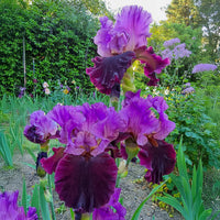 Reblooming Bearded Iris Collection