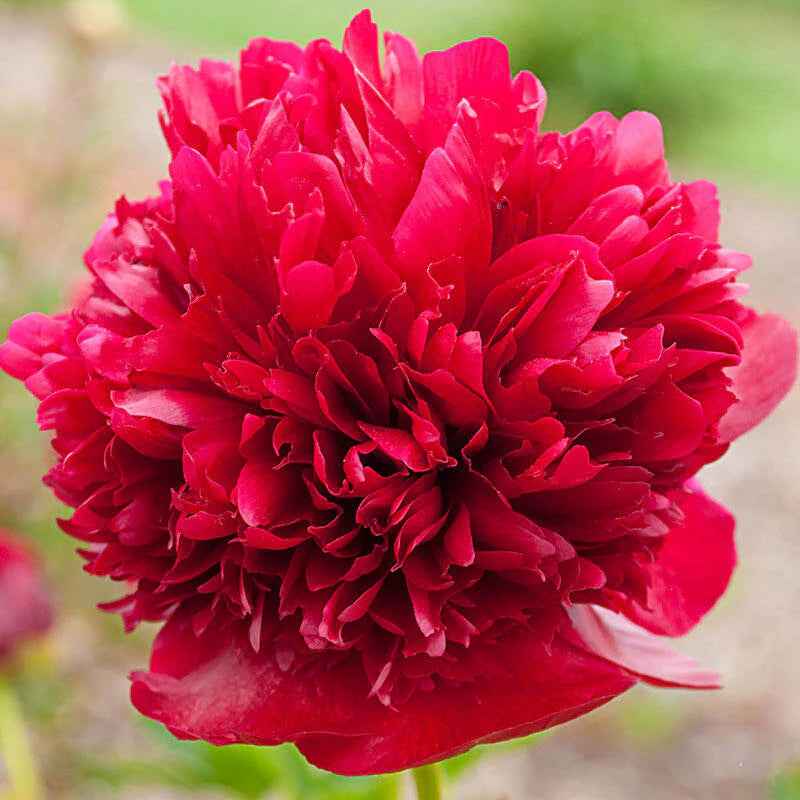 Red Grace Peony