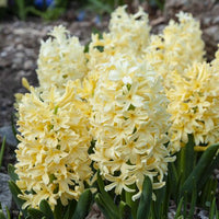 Hyacinth- Yellowstone