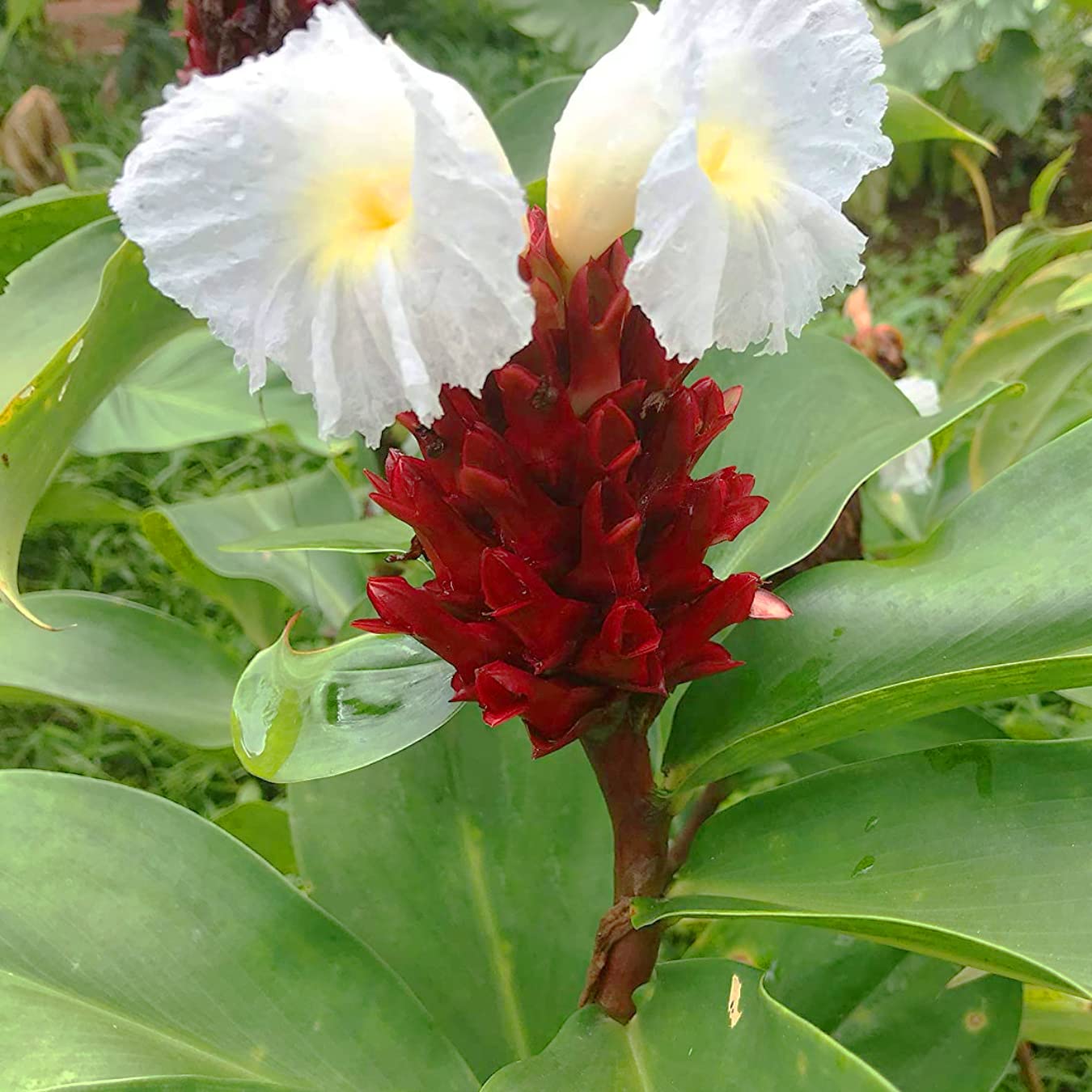 Costus Speciosus Flower Seeds – Heirloom, Non-GMO, Spiral Ginger Blooms for Tropical Garden Planting
