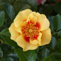 Rose- Eye of the Tiger