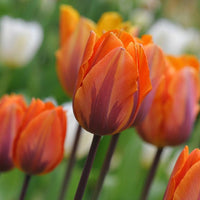 Princess Irene Tulip Seeds