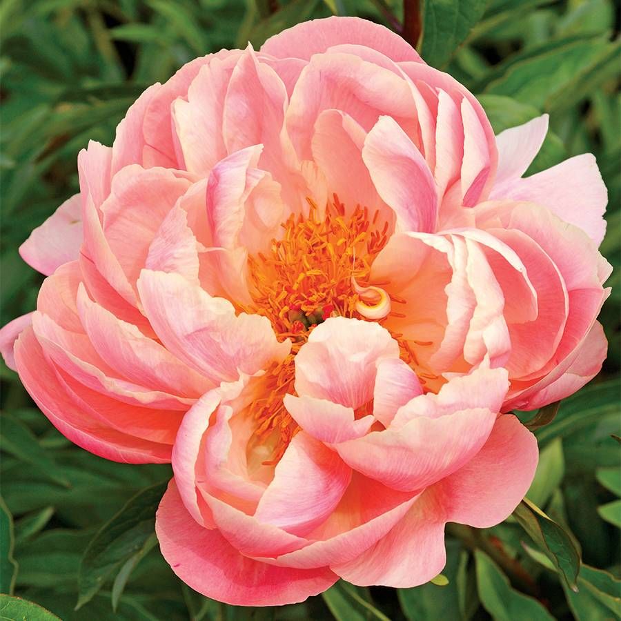 Pink Hawaiian Coral Peony