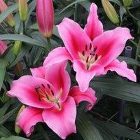 Robina Lily Tree Seeds