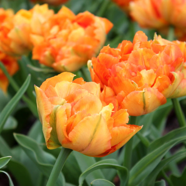 Orange Princess Tulip Seeds