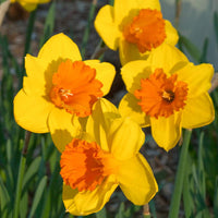 Daffodil- Pimpernel
