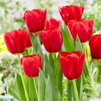 Red Matador Jumbo Perennial Tulip Seeds