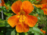 Heirloom Mimulus Flower Seeds, Non-GMO Monkey Flower Blooms for Moist and Shaded Garden Planting