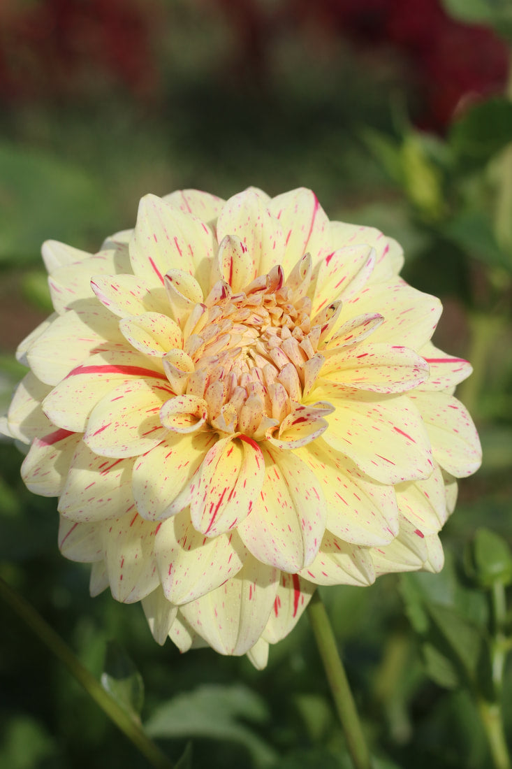Dahlia- Freckles (Tuber)