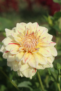 Dahlia- Freckles (Tuber)
