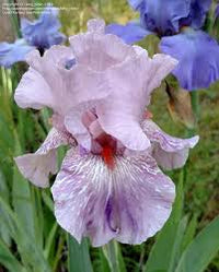 Maria Tormena Bearded Iris