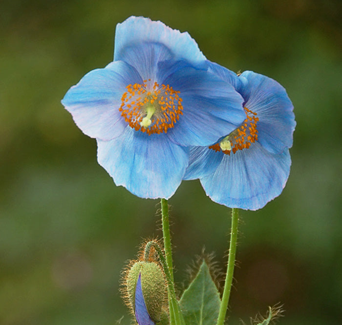 Himalayan Blue Poppy