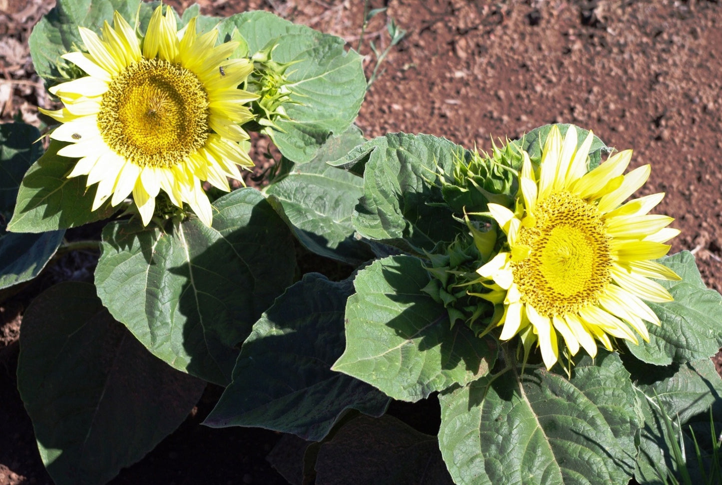 Sunflower- Ice Spray F1
