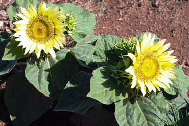 Sunflower- Ice Spray F1