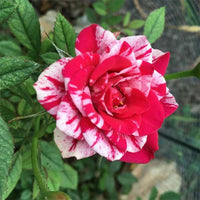 Red and White Rose Flower Seeds for Planting - Heirloom, Non-GMO Seeds for Beautiful Blooms for planting in home garden