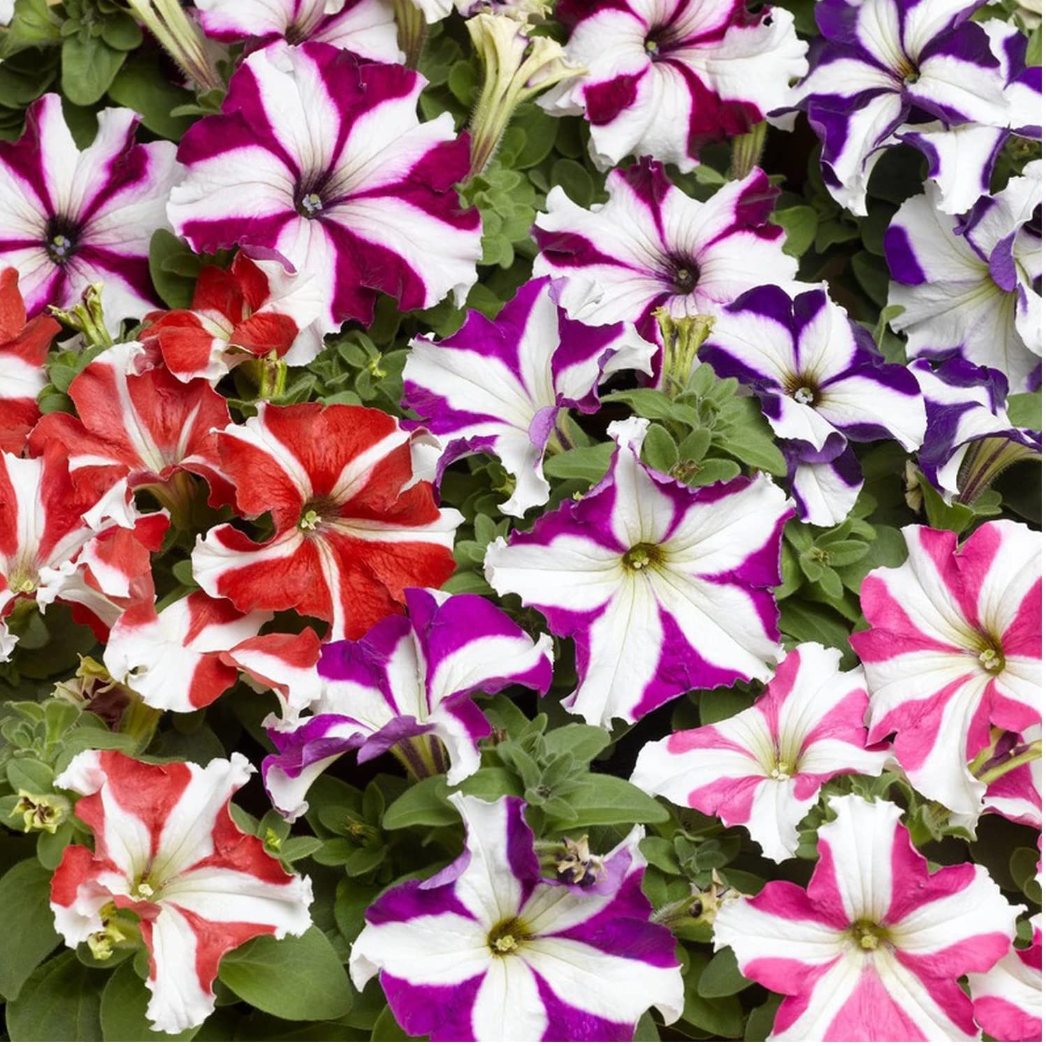 Mixed Pelleted Petunia Flower Seeds for Planting - Heirloom, NON-GMO, Easy Grow Garden Blooms for planting in home garden