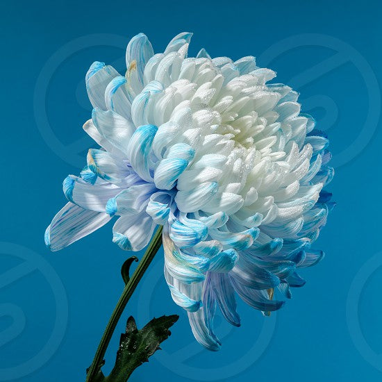 Sky Blue & White Chrysanthemum Seeds for planting in home garden