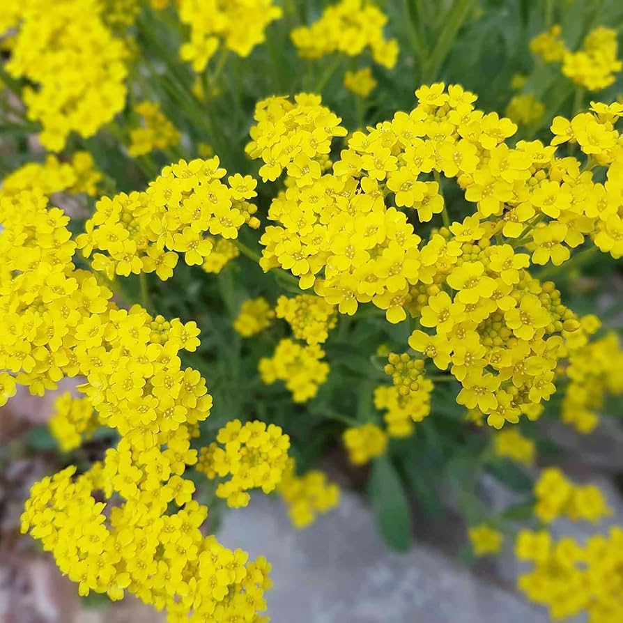 Yellow Aurinia Flower Seeds for planting in home garden