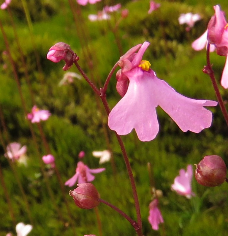 Heirloom Non-GMO Pink Utricularia Flower Seeds for Unique Garden Displays and Bog Planting for planting in home garden