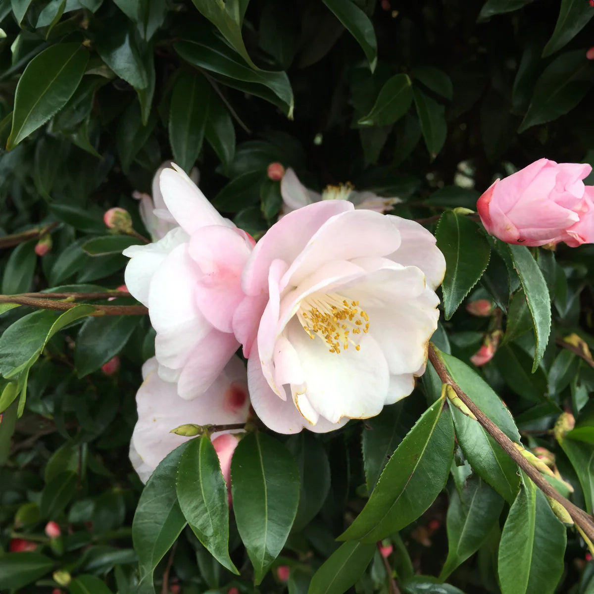 Camellia flower seeds planting, 100 for planting in home garden