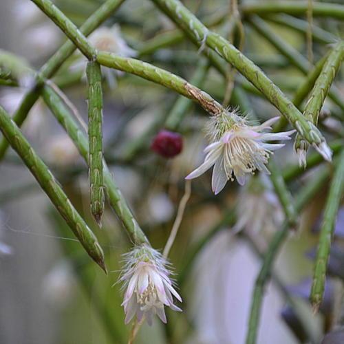 White (White scientific name) for planting in garden