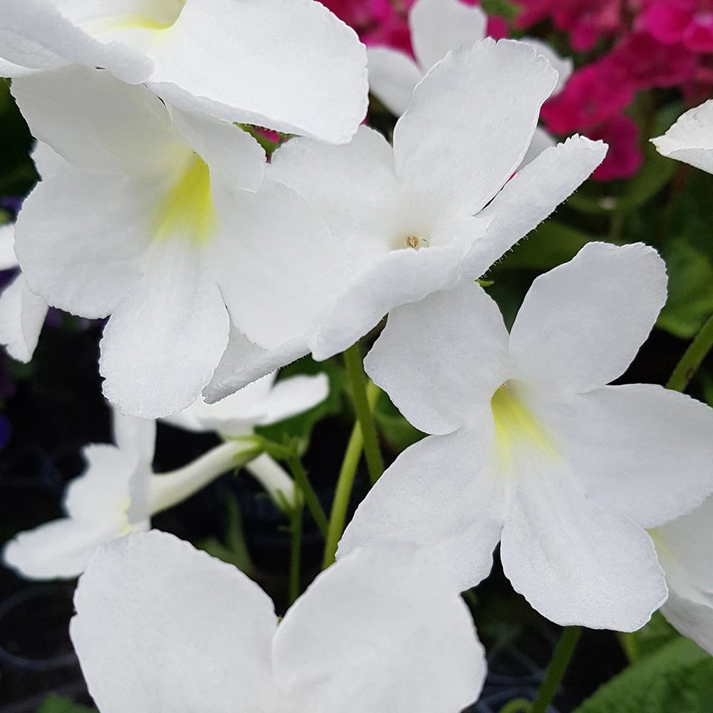 Heirloom Non-GMO Streptocarpus Flower Seeds for Garden Planting for planting in home garden