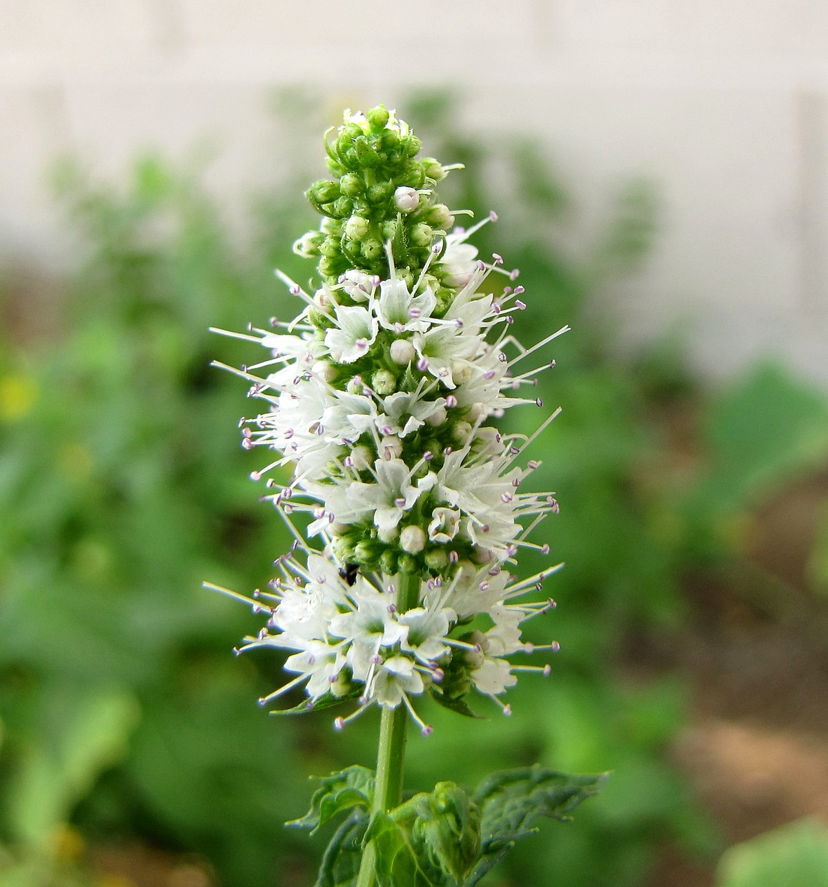 Heirloom Mint Flower Seeds, Non-GMO Fragrant Herb Blooms for Culinary and Garden Planting for planting in home garden