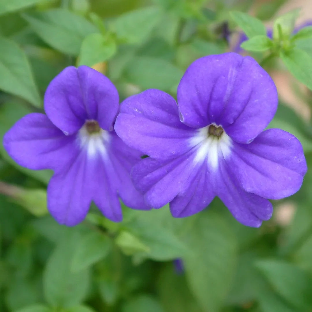 Violet (Violet scientific name) for planting in garden