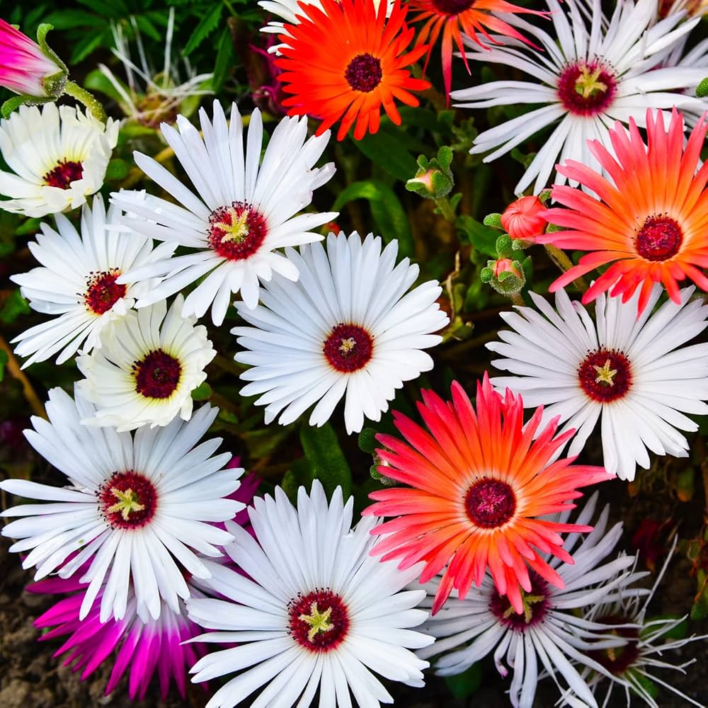 Heirloom Mesembryanthemum Flower Seeds, Non-GMO Vibrant Ice Plant Blooms for Drought-Tolerant Garden Planting for planting in home garden