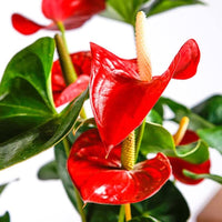Anthurium Flower Seeds for Planting, Heirloom, Non-GMO, 100 for planting in home garden
