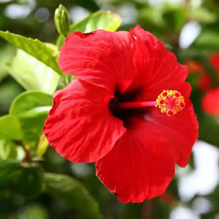 Hibiscus (Hibiscus scientific name) for planting in garden