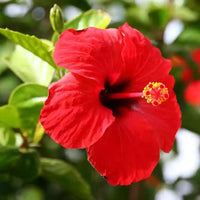 Hibiscus (Hibiscus scientific name) for planting in garden