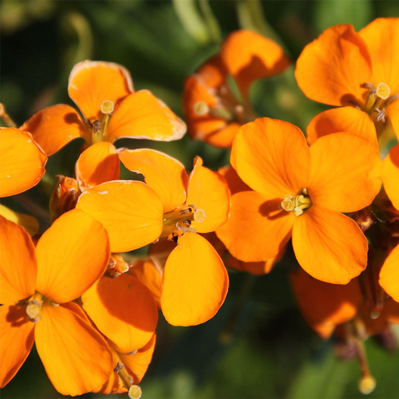 Erysimum Flower Seeds for planting in home garden